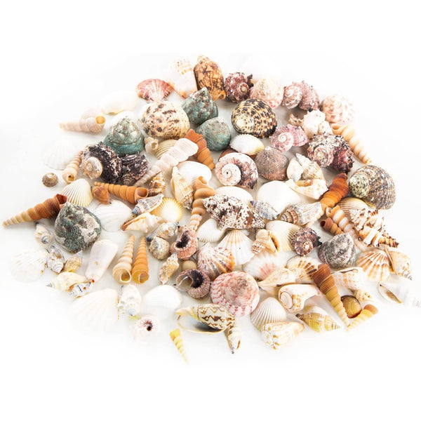 Dekoratives Muschel Set - ca. 900 gr gemischte Ozean Muscheln - Foto 1